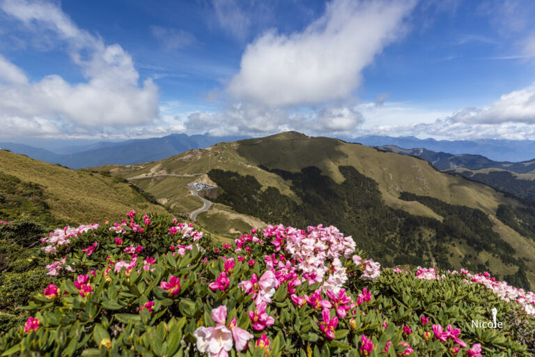 東峰登山口杜鵑花全攻略｜合歡山東峰步道花季、路線難度與高山美景深度評測
